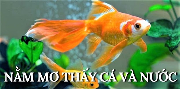 Mộng Thấy Cá Mang Điềm Báo Xui Xẻo