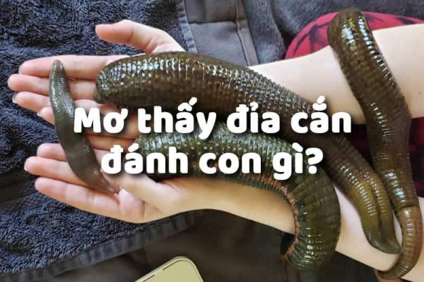 Mơ Thấy Đỉa Đánh Con Gì Trúng Lớn Tại VNSOXO?