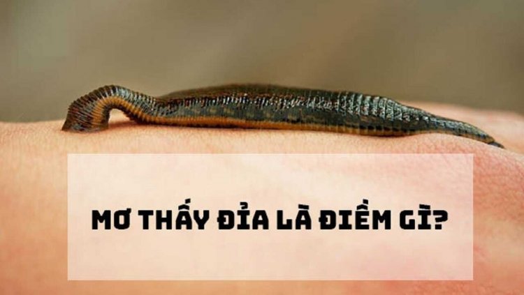 VNSOXO Giải Mã Giấc Mơ Thấy Đỉa – Điềm Gở Hay Lộc Trời Cho Số Đề?