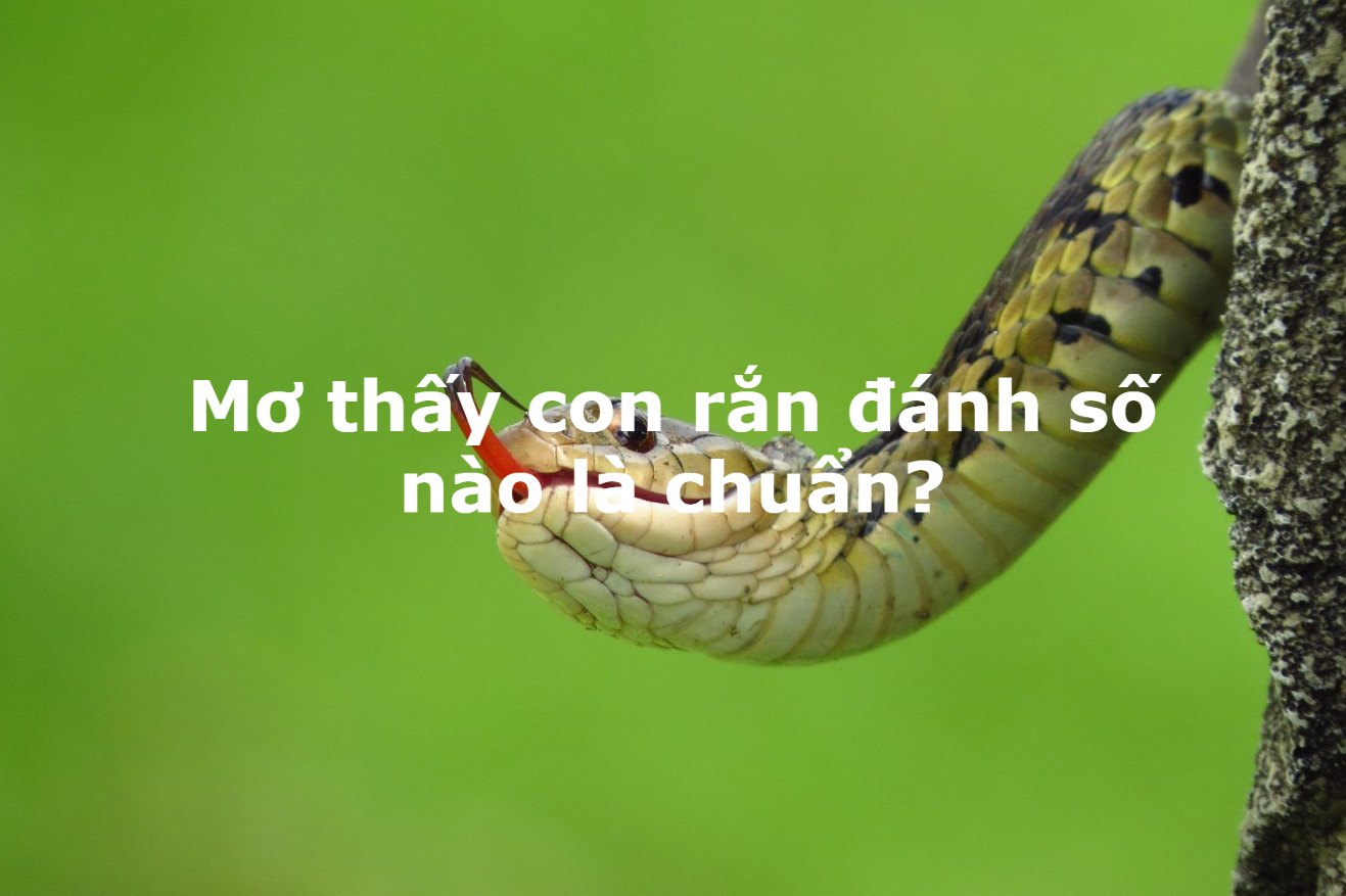 Điềm báo tốt xấu được VNSOXO giải mã chi tiết