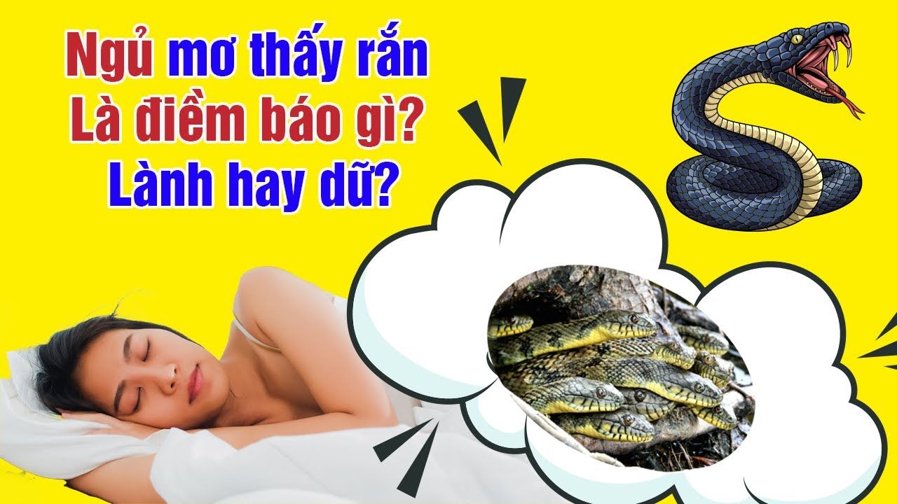VNSOXO Giải Mã Giấc Mơ Thấy Rắn Theo Từng Trường Hợp Cụ Thể