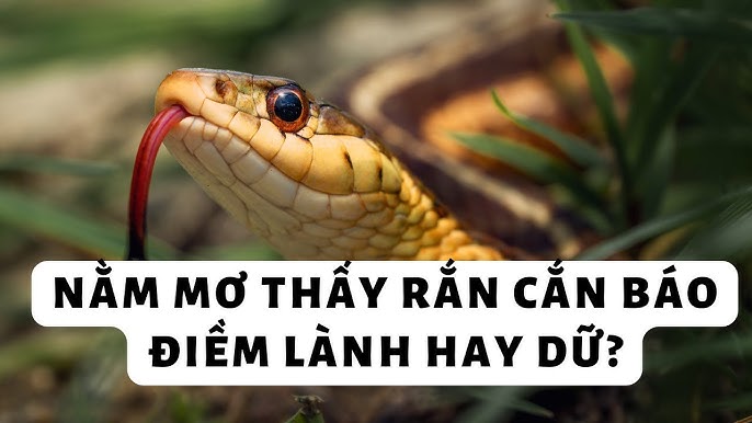 Nằm mơ thấy nhiều mục rắn tại Vnsoxo